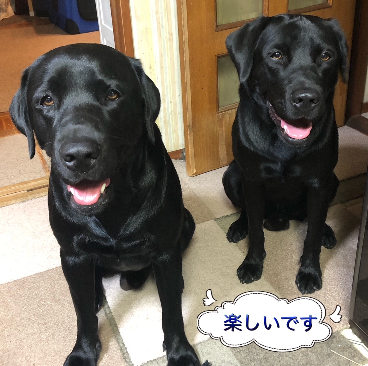 f:id:anri0508:20191012132007j:plain f:id:anri0508:20191012132007j:plain