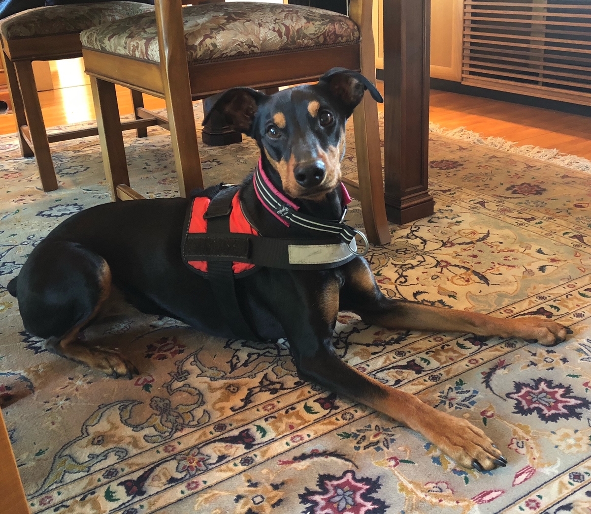 f:id:anri0508:20200529111555j:plain