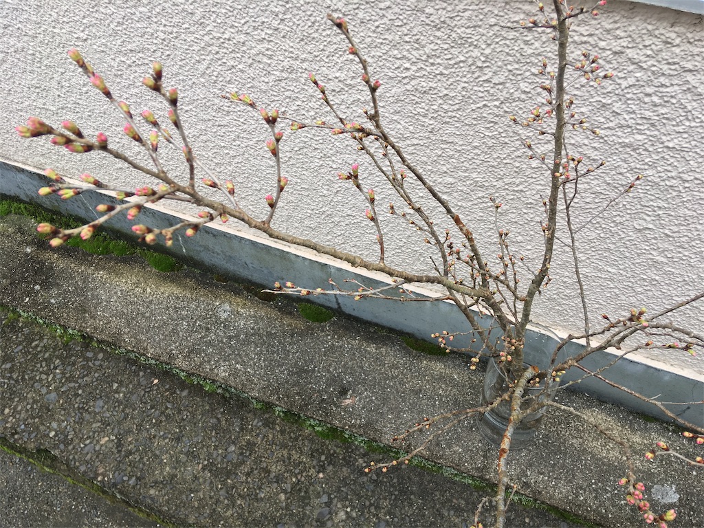 f:id:ant7wharf148:20190228232106j:image