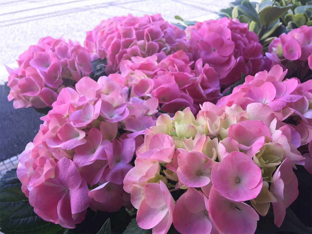 f:id:ant7wharf148:20190507114742j:image