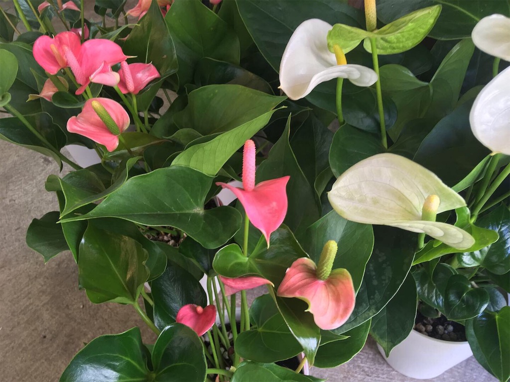 f:id:ant7wharf148:20190507114756j:image