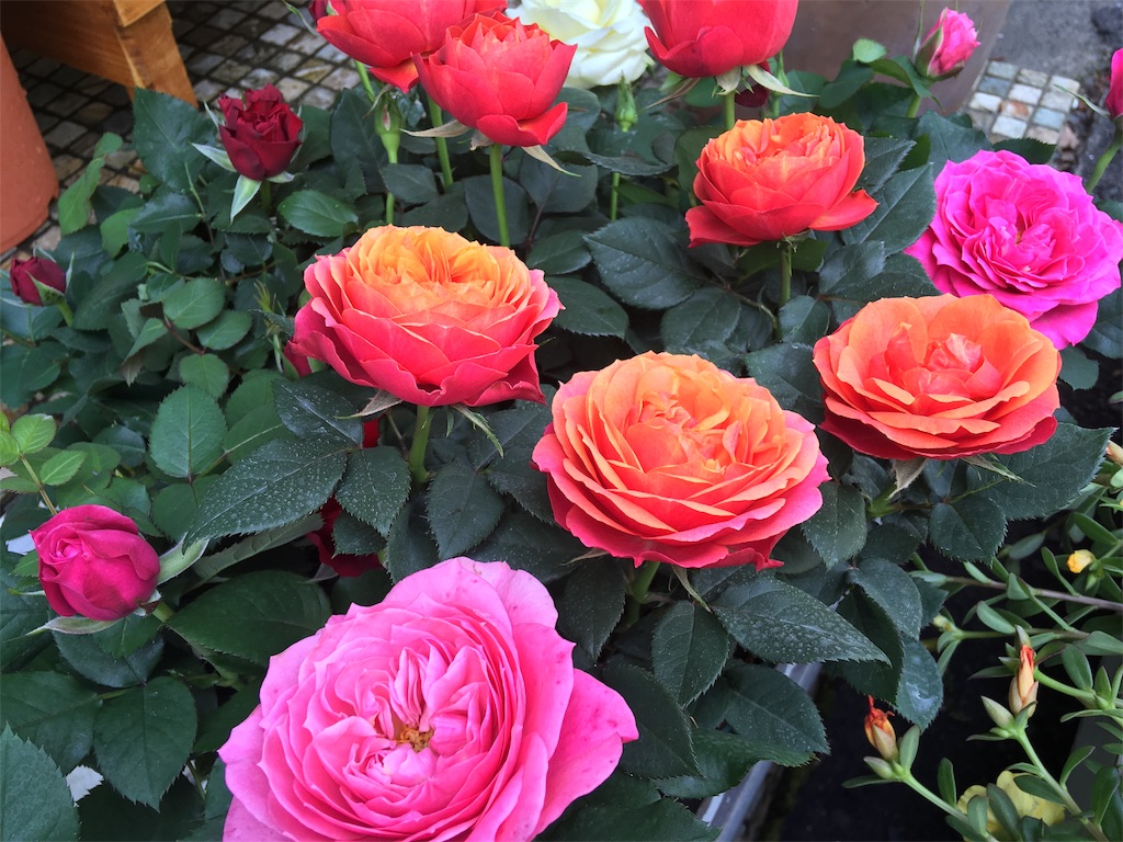 f:id:ant7wharf148:20190530111954j:image