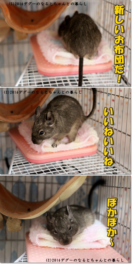 デグーちゃんのお布団作り 給水ボトル掃除道具 デグーのなるとちゃんとの暮らし