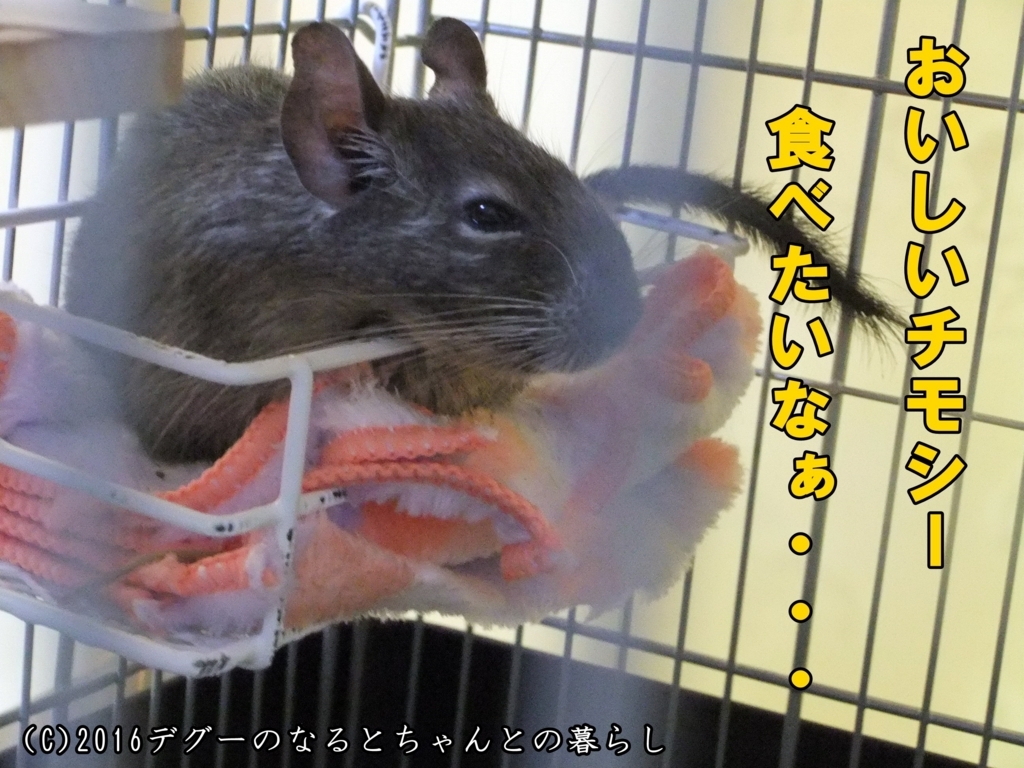 デグーのなるとちゃんとの暮らし