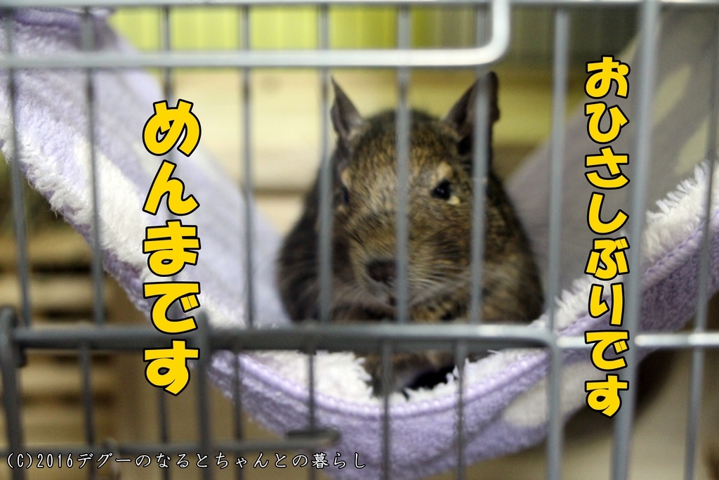 f:id:antcheb:20181124011558j:plain f:id:antcheb:20181124011558j:plain