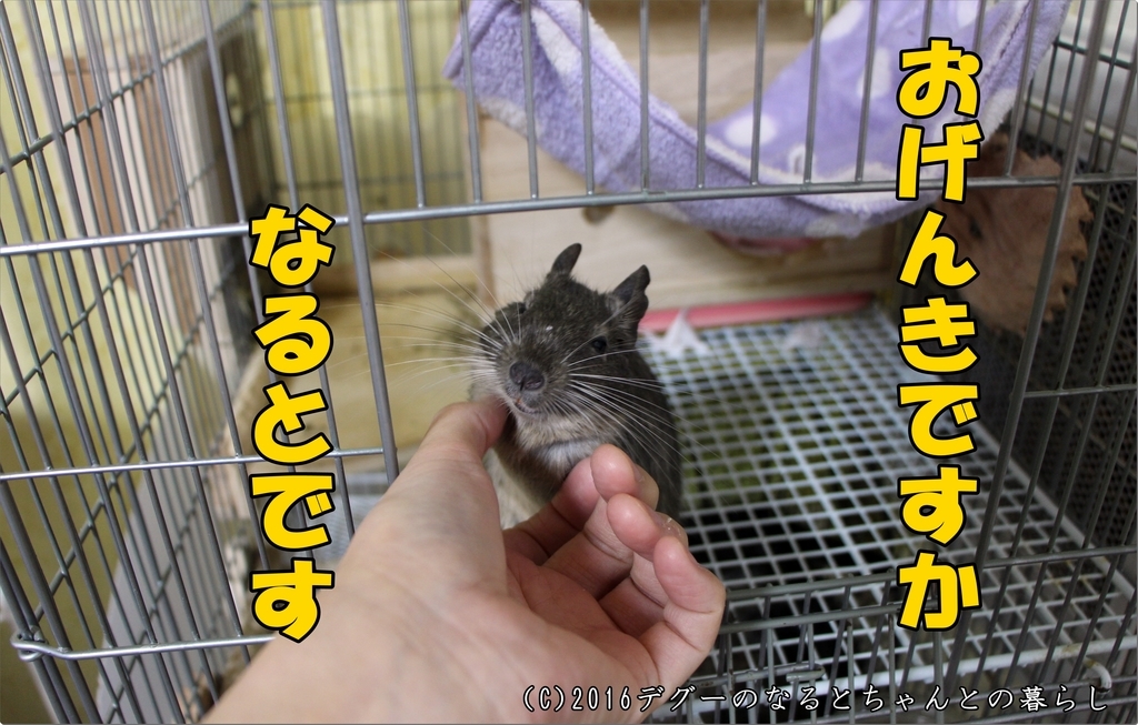 f:id:antcheb:20181124012000j:plain f:id:antcheb:20181124012000j:plain