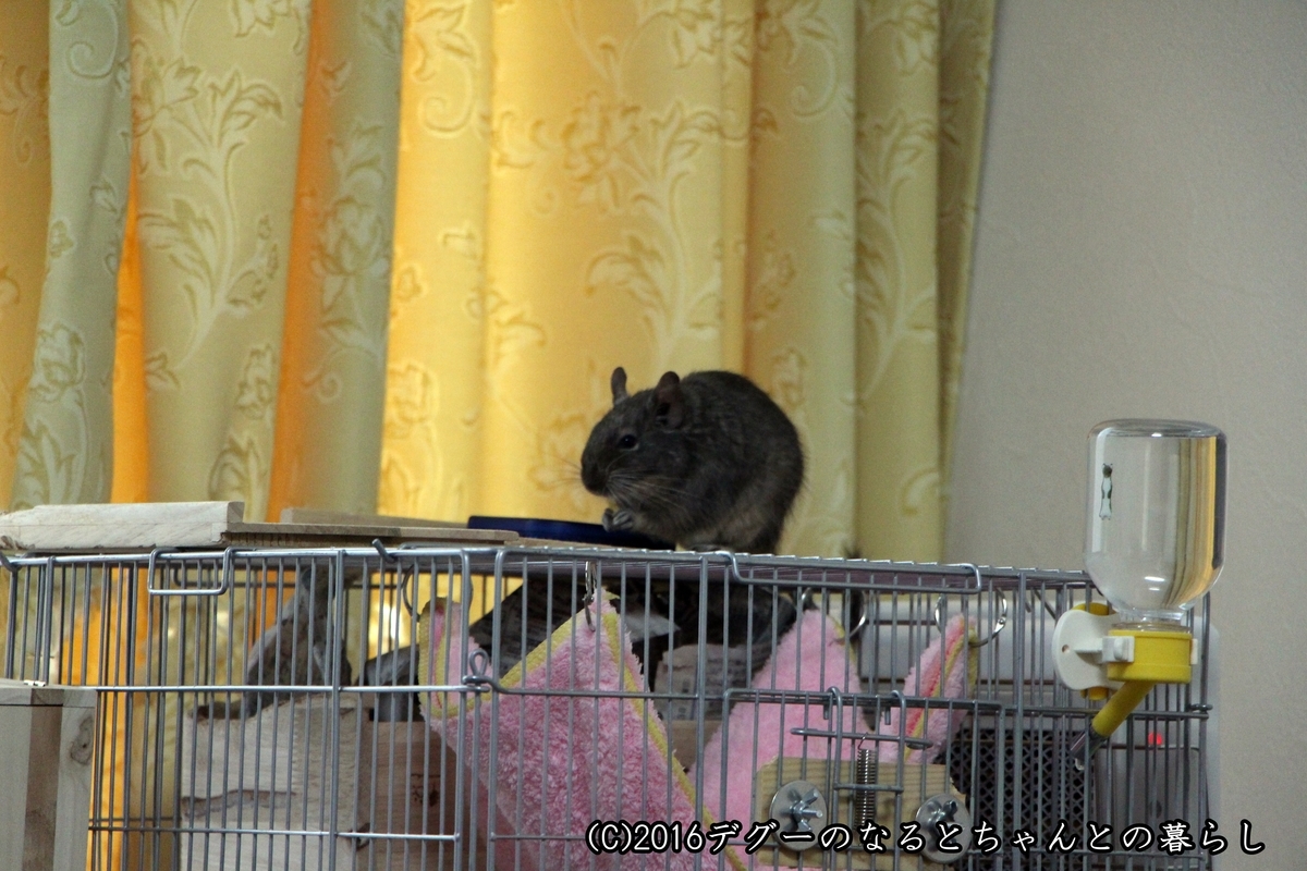 f:id:antcheb:20190504232740j:plain f:id:antcheb:20190504232740j:plain