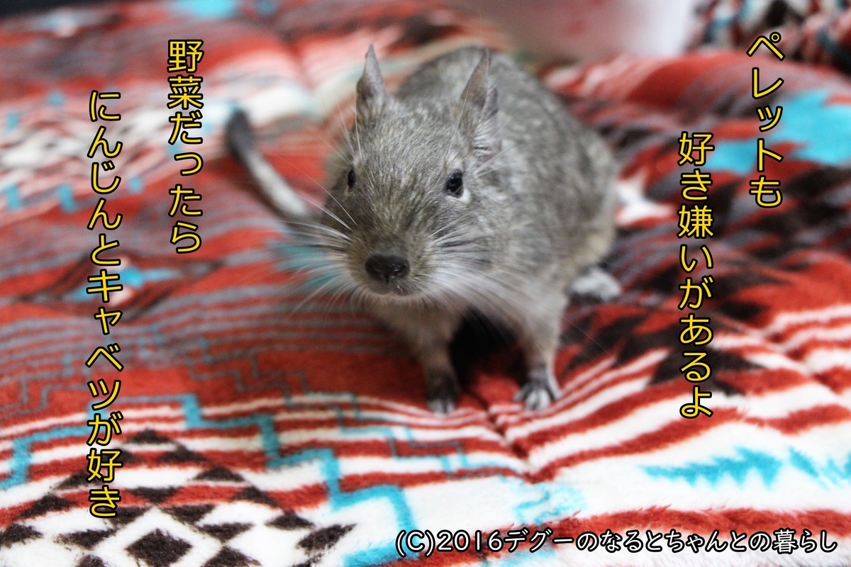 f:id:antcheb:20200927184400j:plain f:id:antcheb:20200927184400j:plain