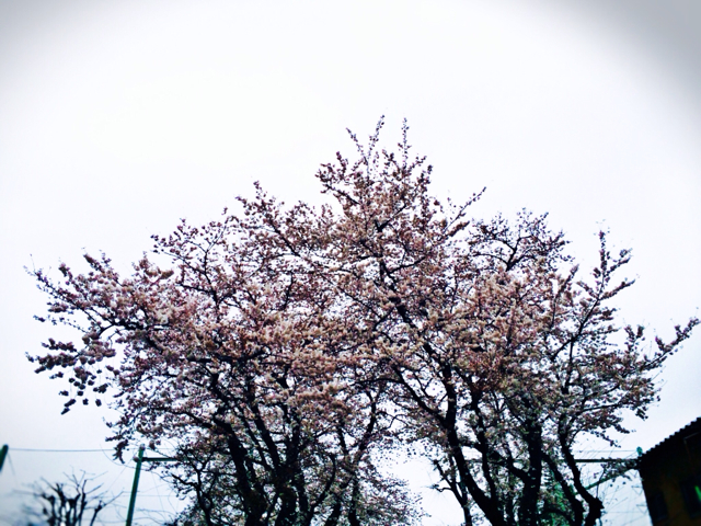 f:id:anteaka:20140404085854j:image:w320