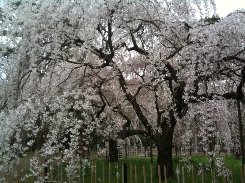 finally, I found sakura blooming