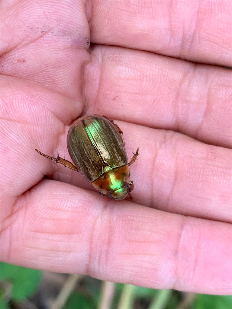 コガネムシは金持ちだ そして害虫だからのコガネムシで世界を救う Antonne S Blog あんとんねのブログ