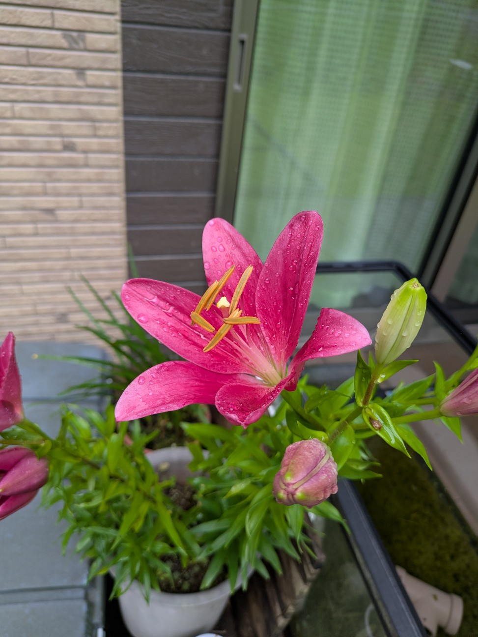 f:id:antyanakune:20260606063235j:image