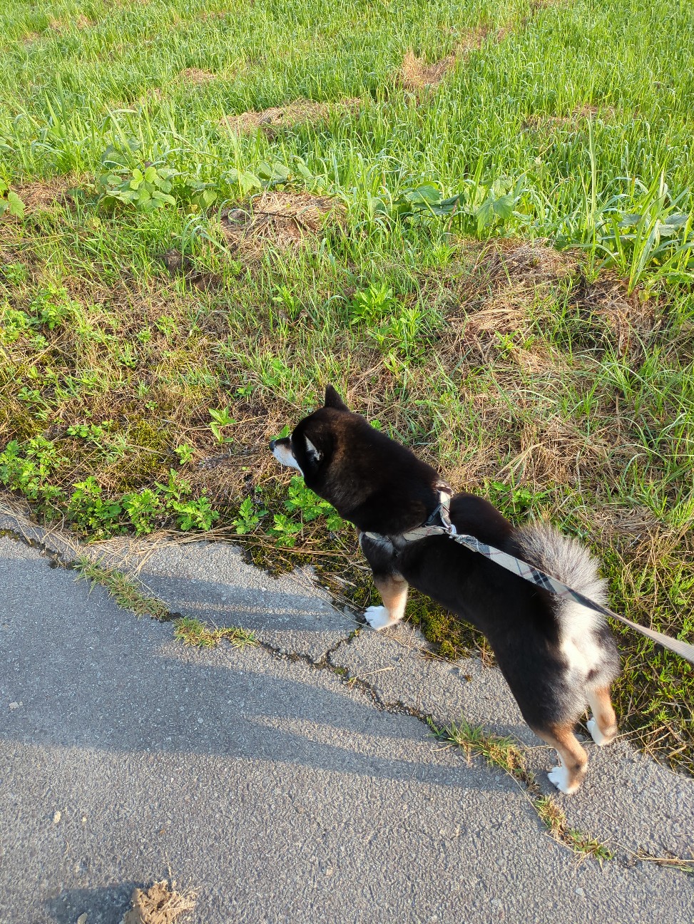 f:id:antyanakune:20260606063847j:image
