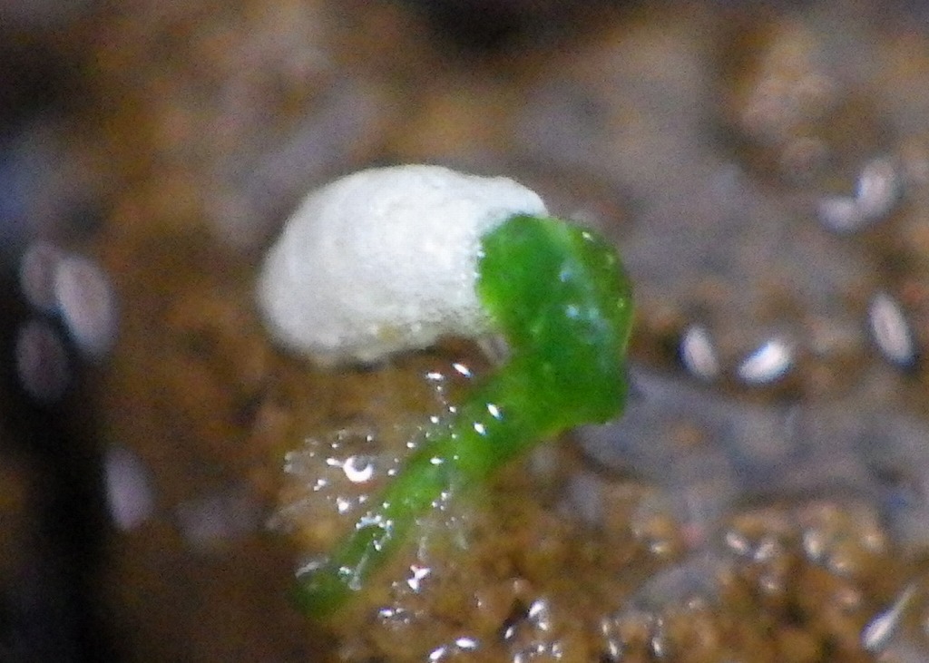 f:id:anubias:20160710221601j:plain