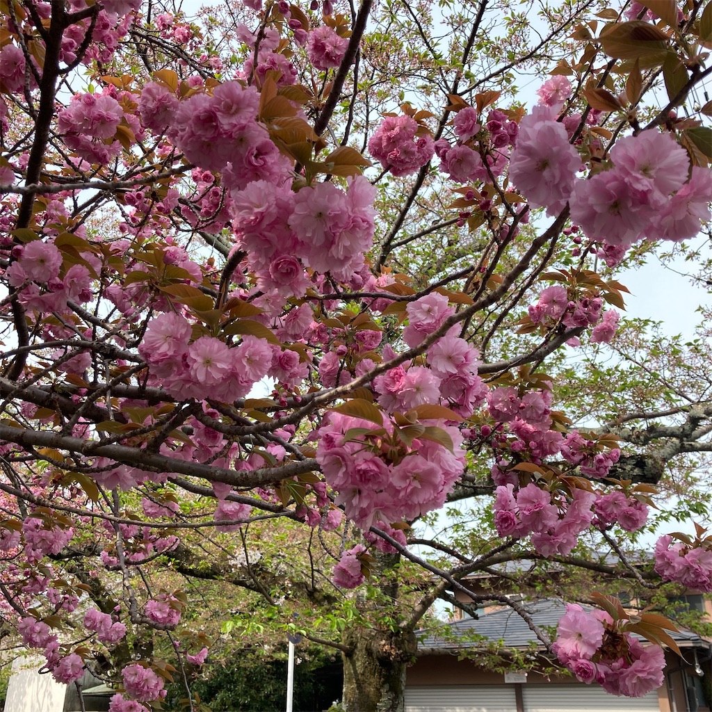 f:id:anyuni:20210408210146j:image