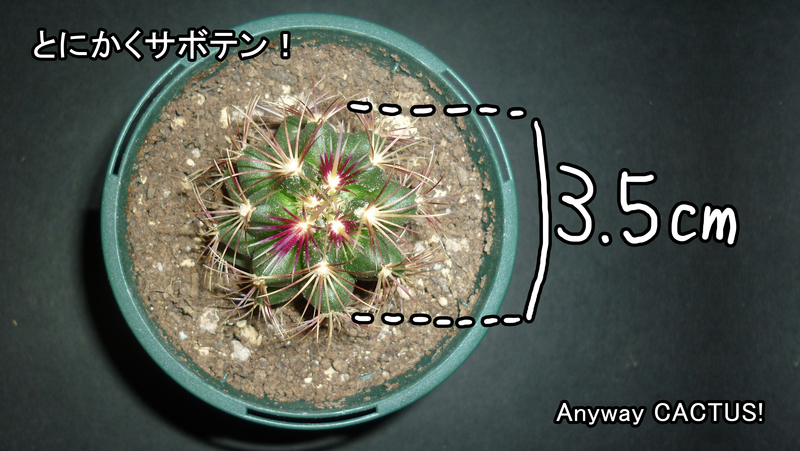 f:id:anywaycactus:20190514234456j:plain f:id:anywaycactus:20190514234456j:plain