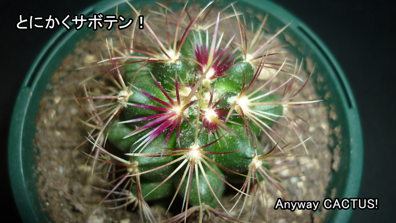 f:id:anywaycactus:20190514234456j:plain f:id:anywaycactus:20190514234456j:plain