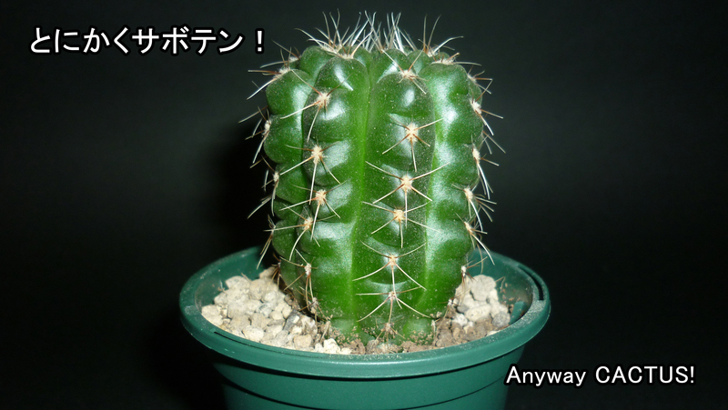 f:id:anywaycactus:20190514234456j:plain