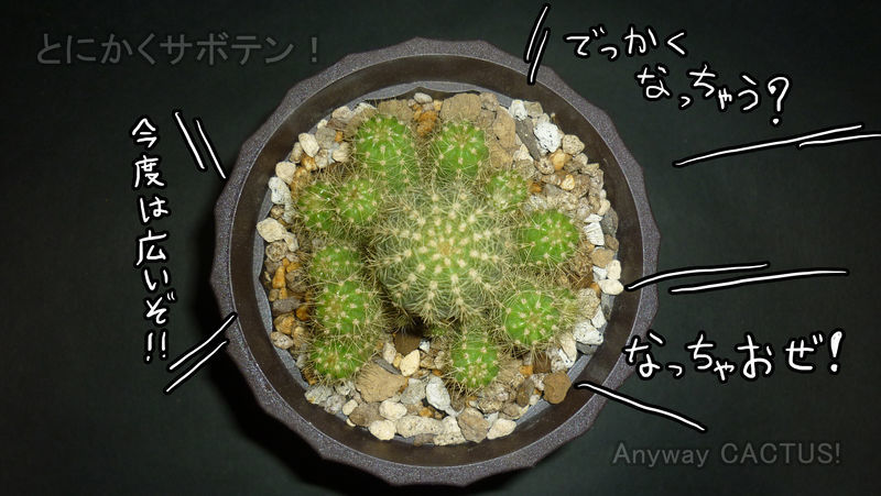 f:id:anywaycactus:20190618225443j:plain