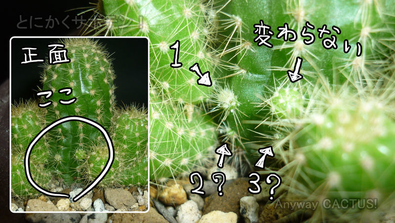 f:id:anywaycactus:20190618225502j:plain