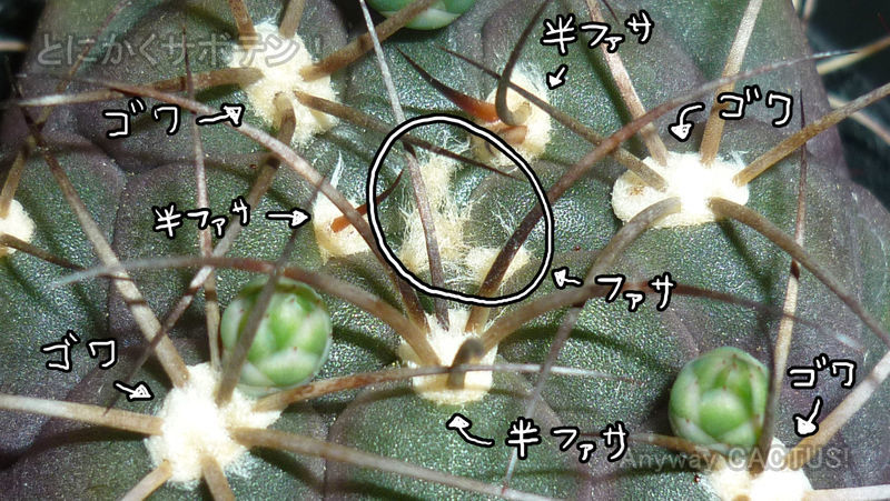 f:id:anywaycactus:20190623183233j:plain