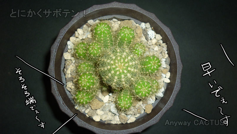 f:id:anywaycactus:20190706194902j:plain