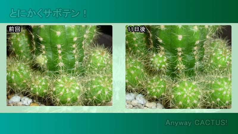 f:id:anywaycactus:20190706194913j:plain