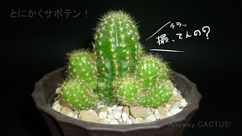 f:id:anywaycactus:20190706194934j:plain