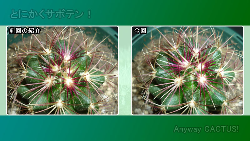 f:id:anywaycactus:20190711235911J:plain