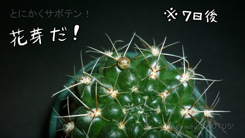 f:id:anywaycactus:20190717185938j:plain