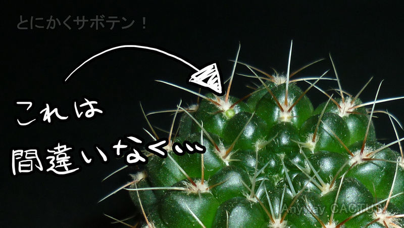 f:id:anywaycactus:20190717185947j:plain