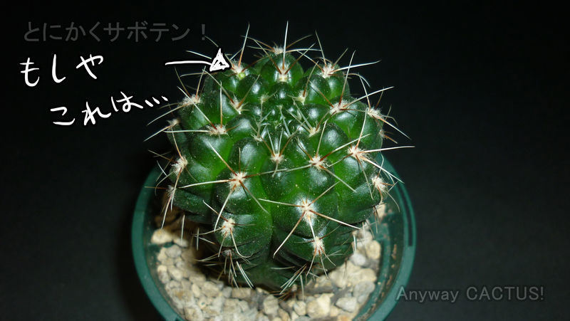 f:id:anywaycactus:20190717192026j:plain