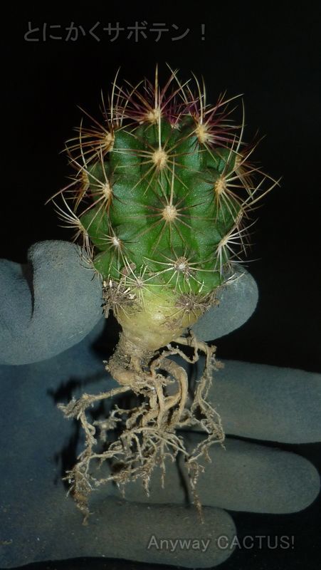 サボテンの植え替えだョ 全員集合 害虫対策 ダイソーサボテンもいるョ とにかくサボテン