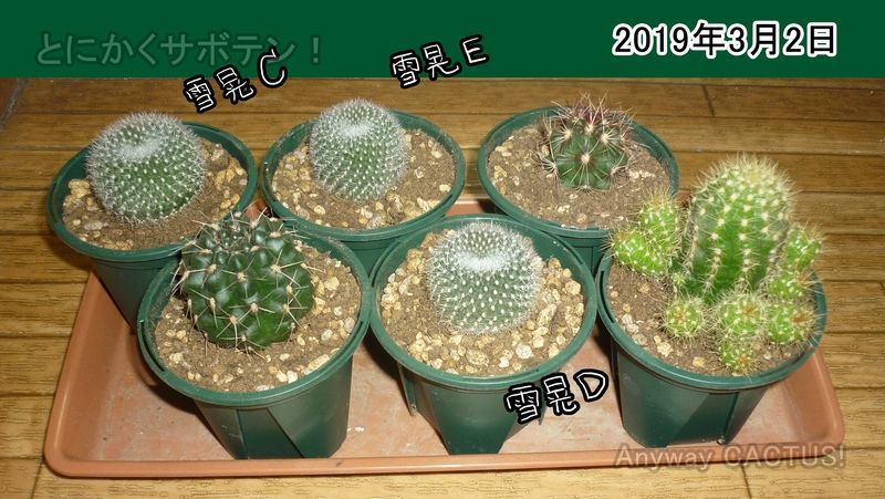 f:id:anywaycactus:20190927072626j:plain