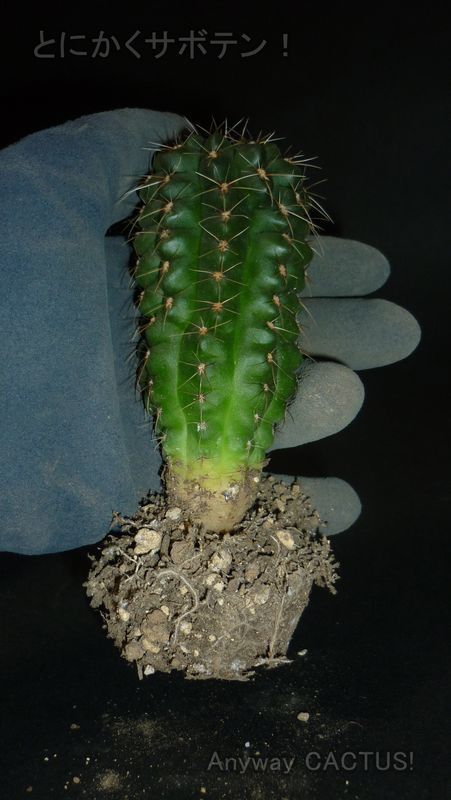 f:id:anywaycactus:20191005162914j:plain