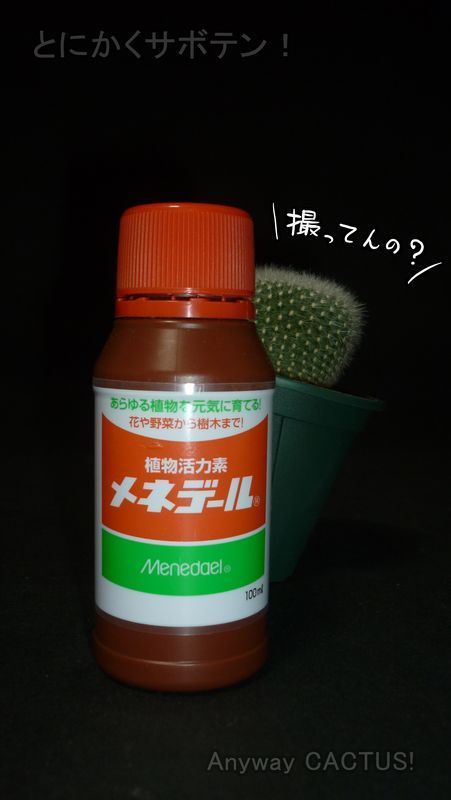 f:id:anywaycactus:20191005165112j:plain