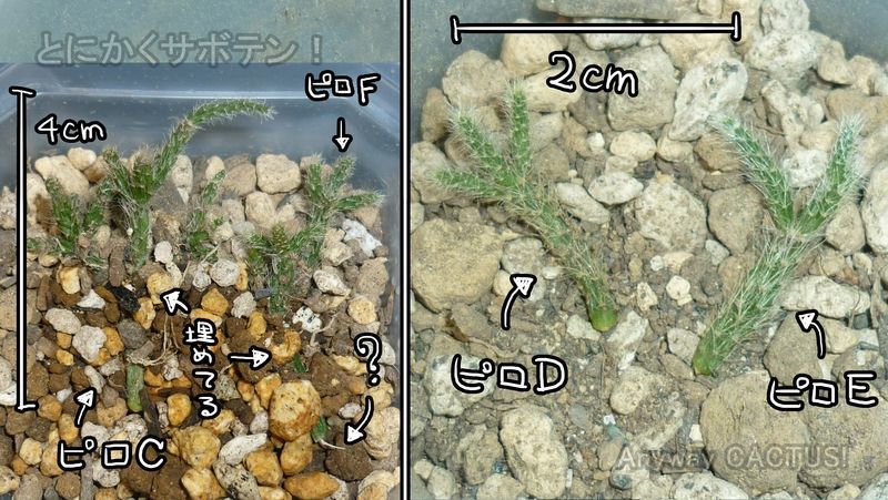 f:id:anywaycactus:20191029135233j:plain