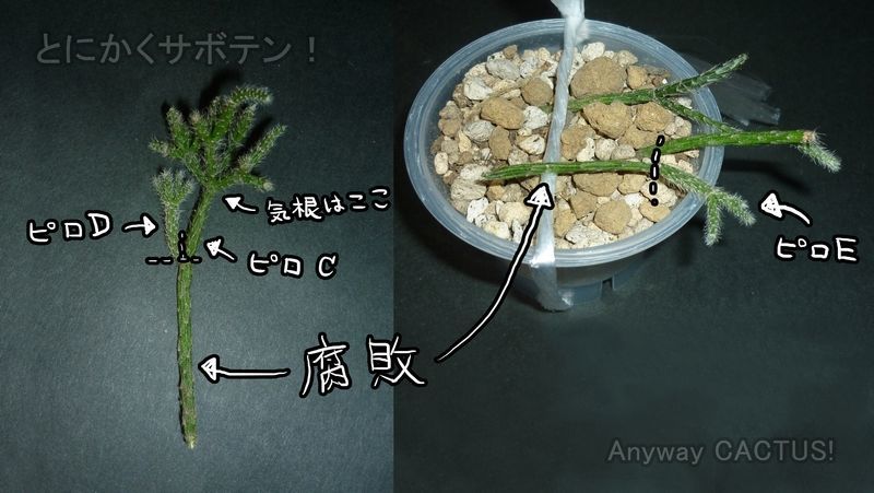 f:id:anywaycactus:20191111225329j:plain