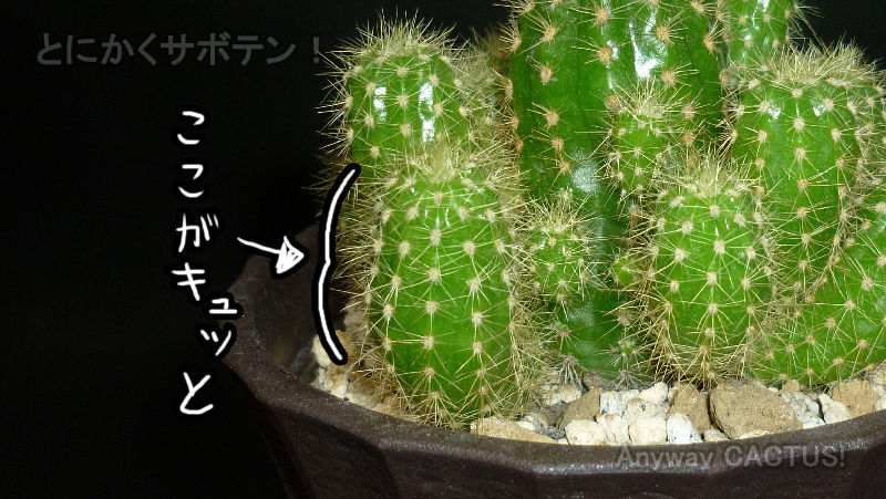 f:id:anywaycactus:20191129195416j:plain