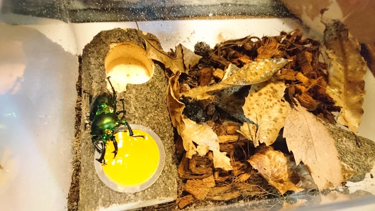 カブトムシ