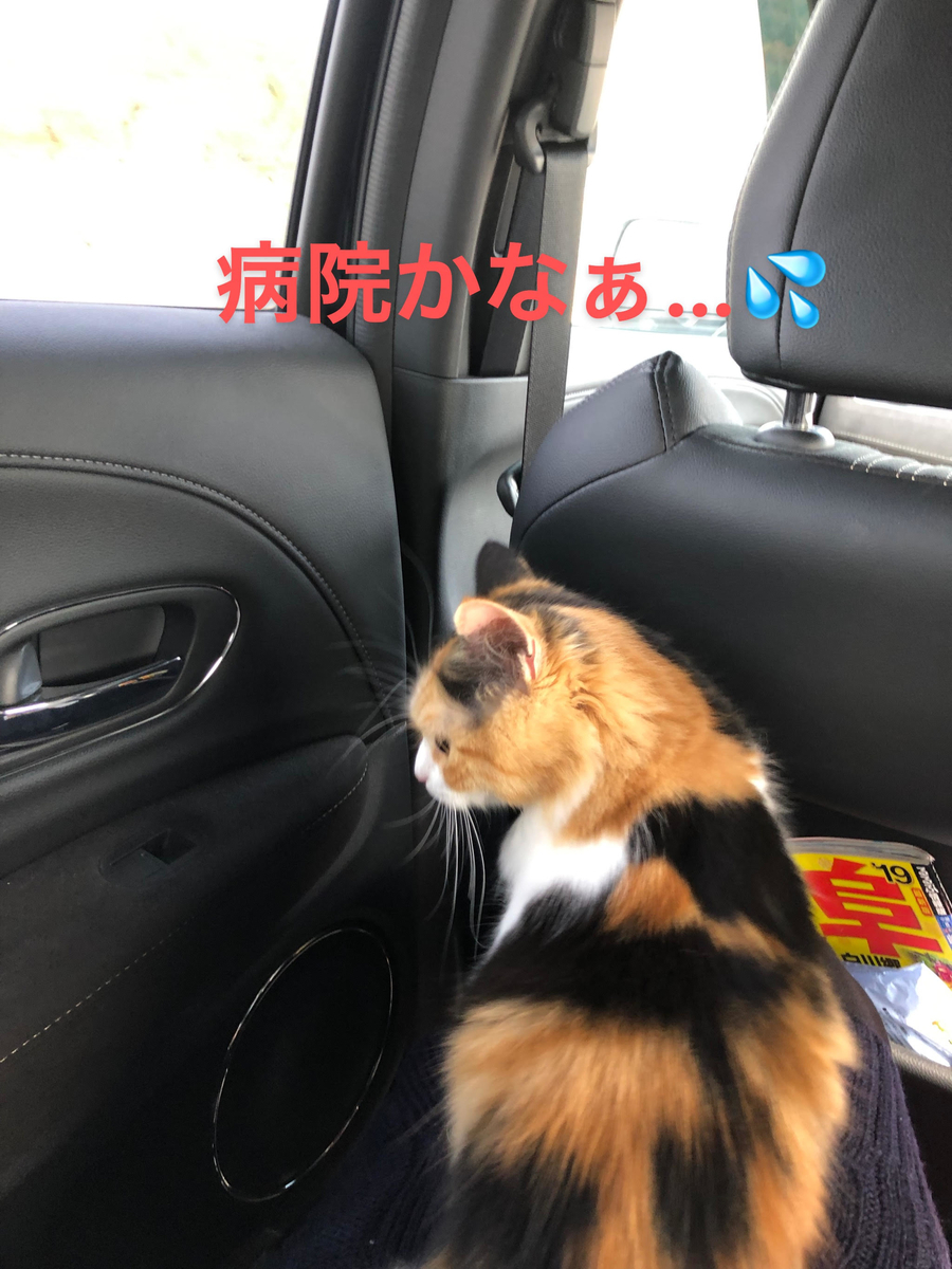 f:id:anz0502:20191125134529j:plain