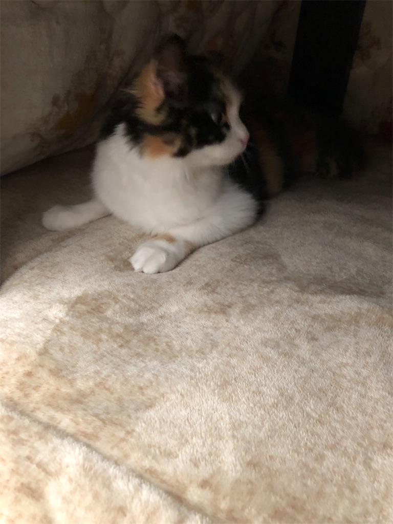 f:id:anz0502:20191126143608j:image