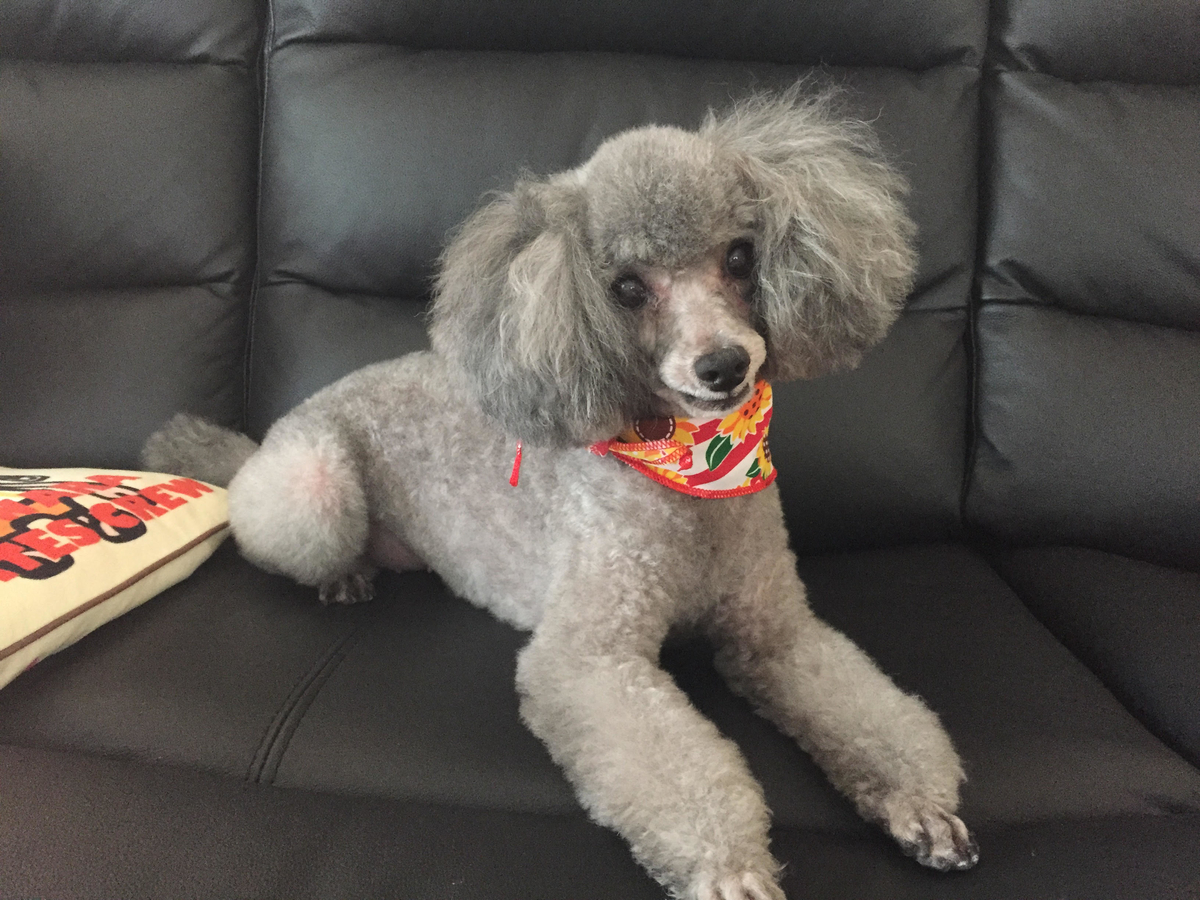 f:id:anz0502:20191127171449j:plain