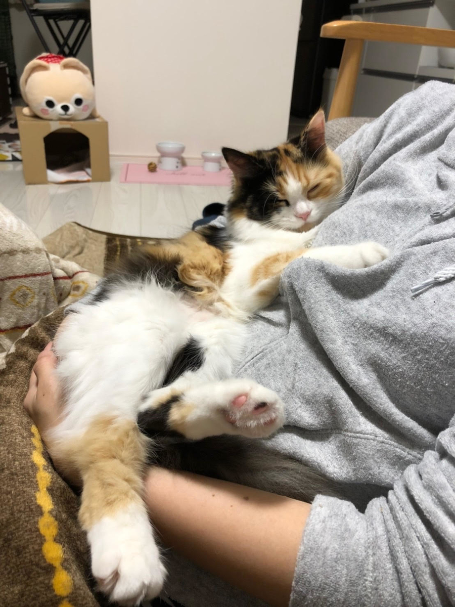 f:id:anz0502:20191128122339j:plain