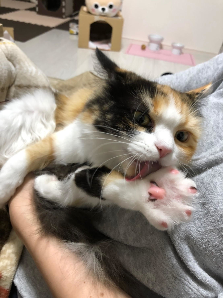 f:id:anz0502:20191128122400j:plain