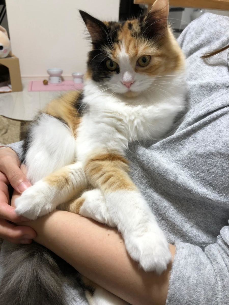 f:id:anz0502:20191128122413j:plain