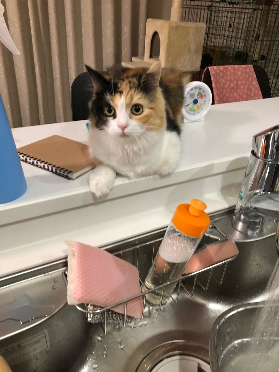 f:id:anz0502:20191203151115j:plain