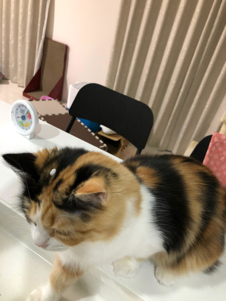 f:id:anz0502:20191203151422j:plain