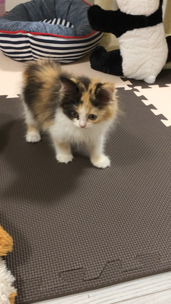 f:id:anz0502:20191203161523p:plain