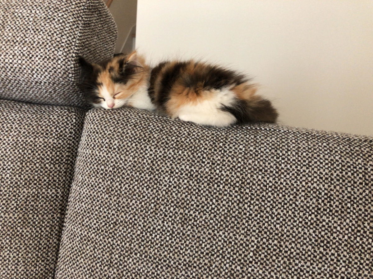 f:id:anz0502:20191203161908j:plain